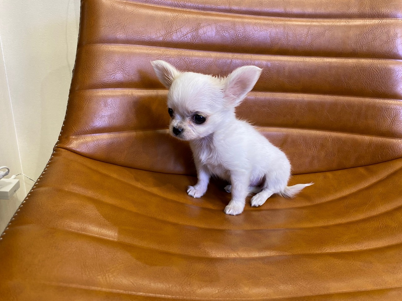 小型犬】チワワ（ロングコート）(2012710) | 京都 ペットショップ 