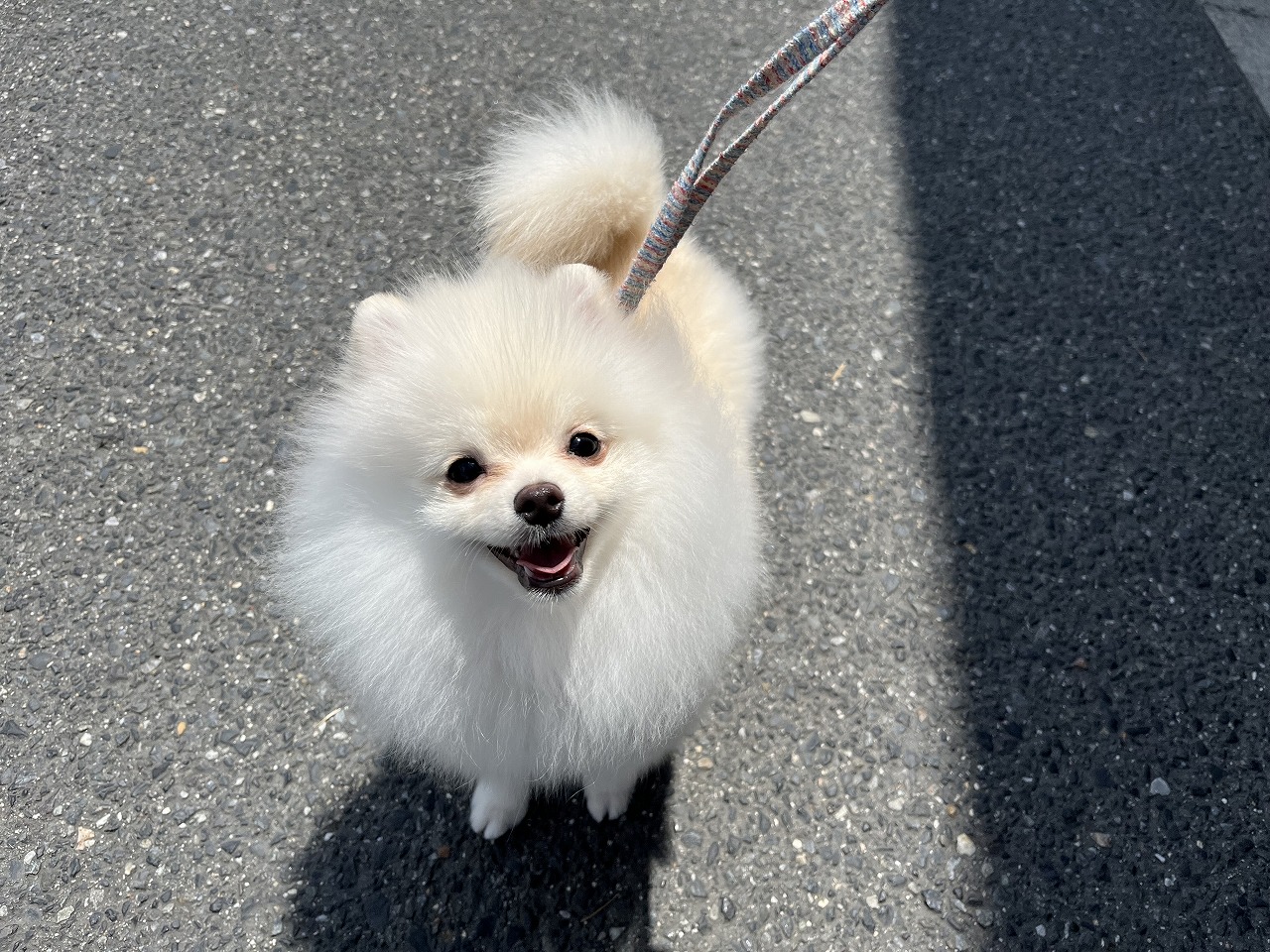 小型犬 ポメラニアン 京都 ペットショップ ノアズアーク