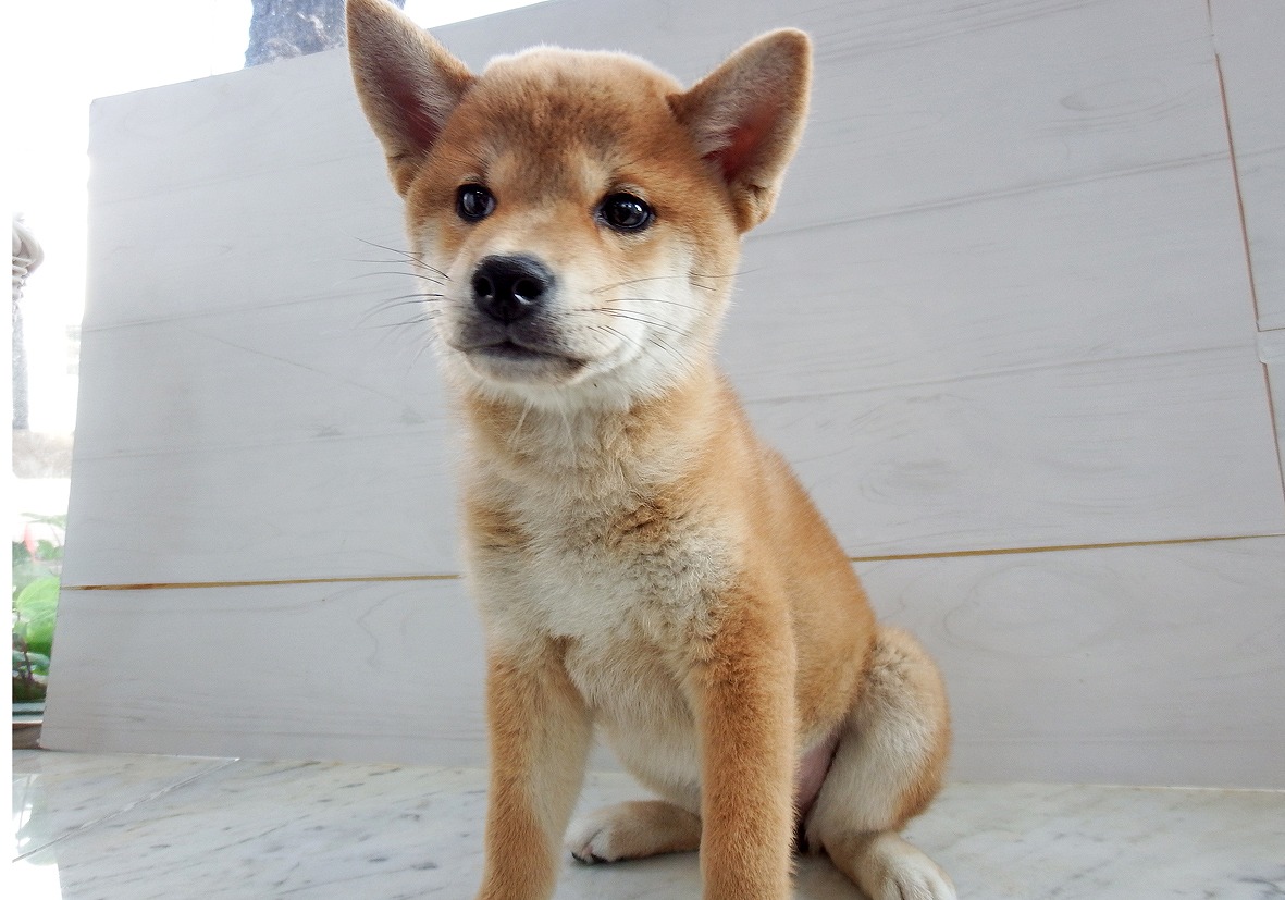 小型犬】柴犬(2212457) | 京都 ペットショップ ノアズアーク